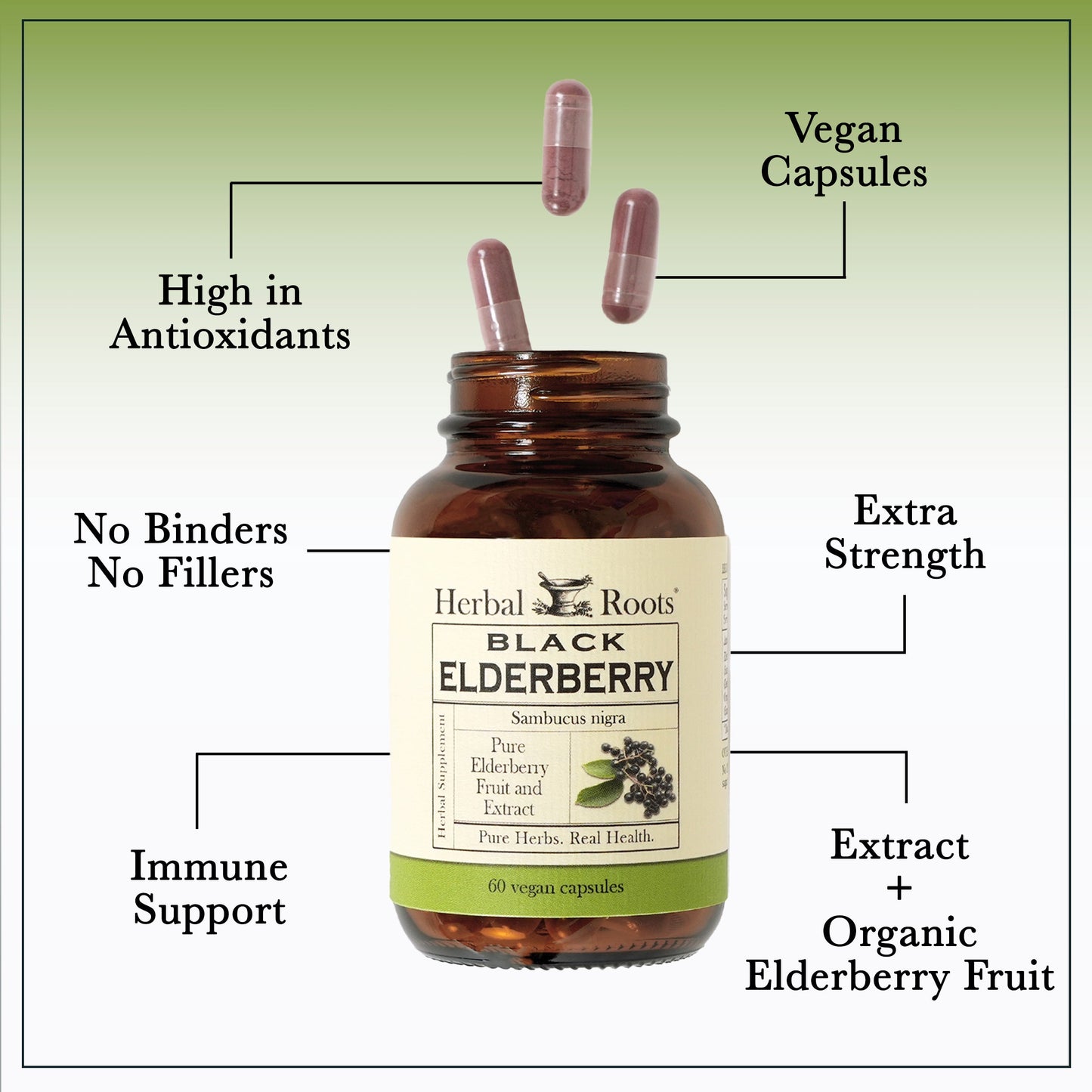 Black Elderberry