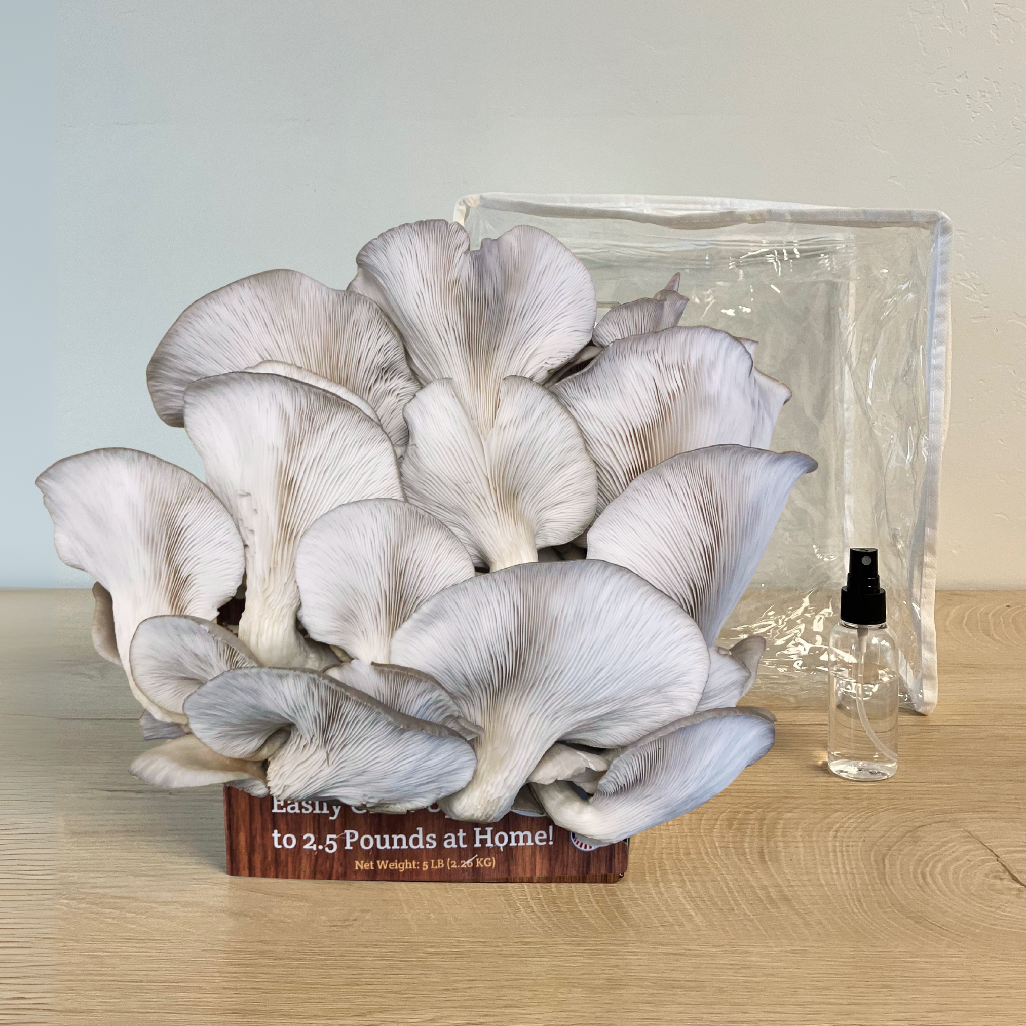 Premium Blue Oyster Mushroom Growing Kit - 5 LBS