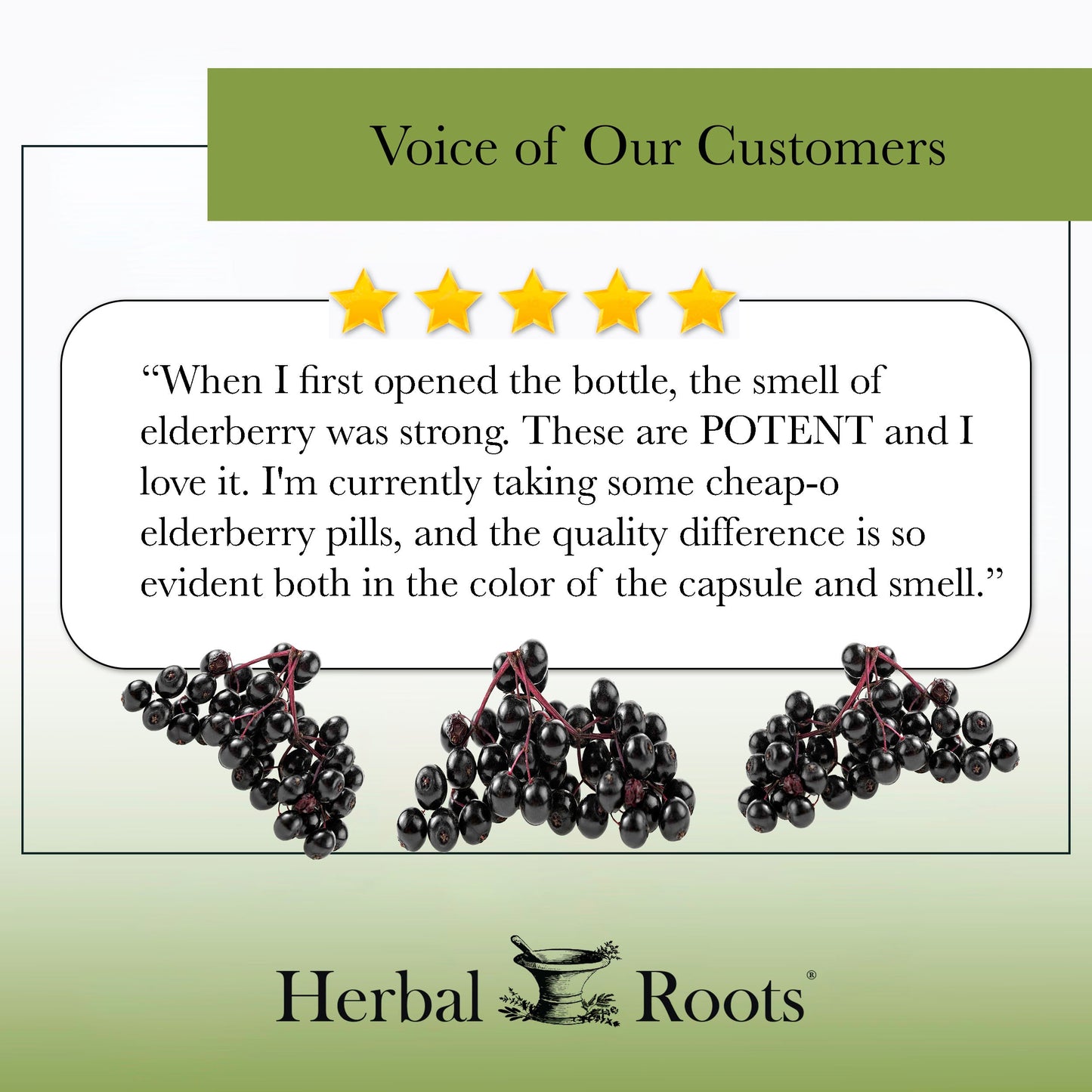 Black Elderberry