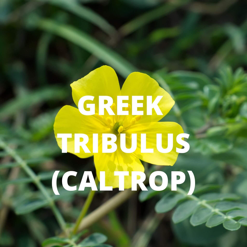 Crete Tea