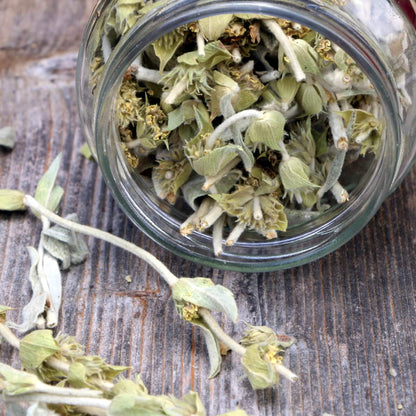 Greek Mountain Tea (Mount Olympus)