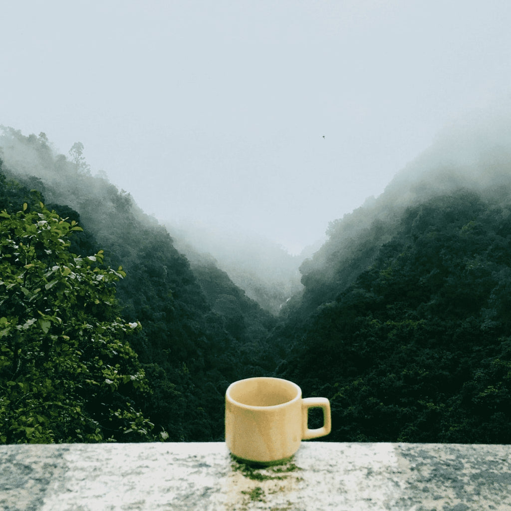 Immune Tea
